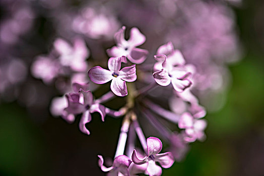 丁香花