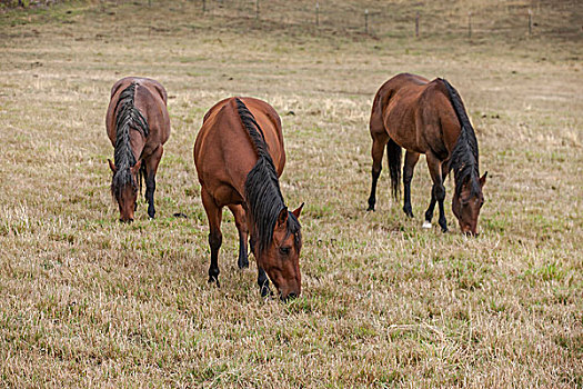三个,马,草场,室外,北方,爱达荷,放牧,草地