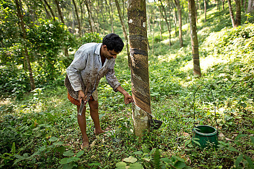 男人,制作,切口,橡胶树,自然,橡胶,种植园,喀拉拉,印度,亚洲