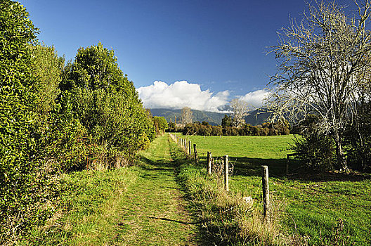 小路,景色,自然保护区,南岛,新西兰