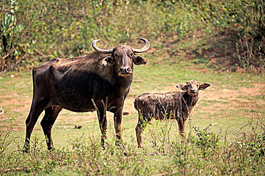 野生,水牛,幼兽,国家公园,斯里兰卡,亚洲