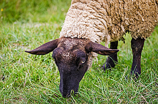 诺曼底,绵羊,法国