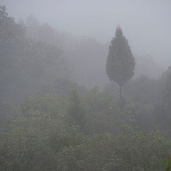 雾气,上方,风景,普那卡,山谷,不丹
