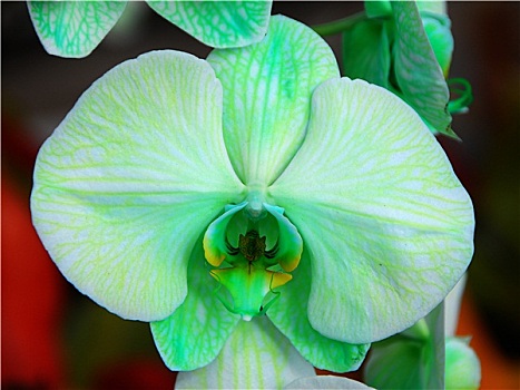 蝴蝶兰属,绿色,白色,兰花