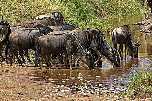 蓝角马,角马,牧群,迁徙,喝,河,马赛马拉,公园,肯尼亚