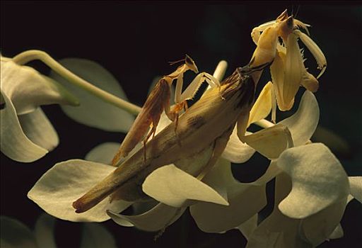 兰花,螳螂,马来西亚