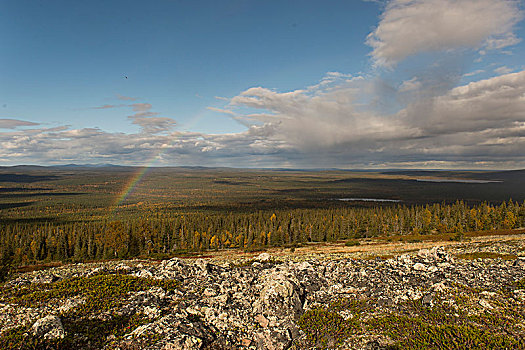 彩虹,俯视,树林,拉普兰,芬兰,欧洲
