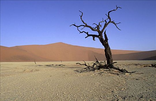 死,刺槐,树,死亡谷,纳米布沙漠,纳米比亚