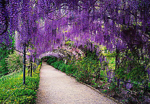 花园,棚架,长,紫色,紫藤,悬挂