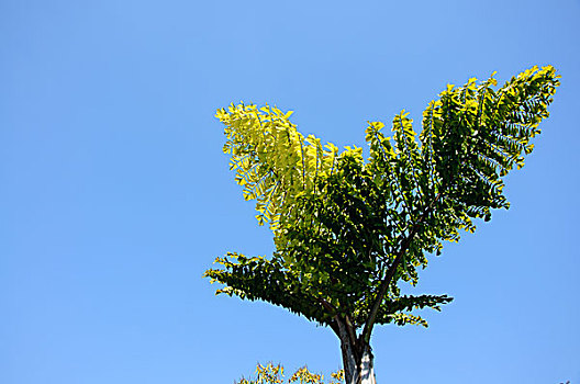 棕榈树与蓝天背景