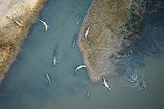 尼罗鳄,游泳,躺着,岸边,航拍,河,南卢安瓜国家公园,赞比亚,非洲