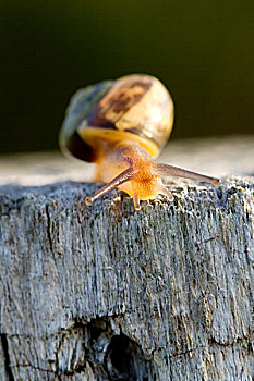 蜗牛,爬行,上方,块,木