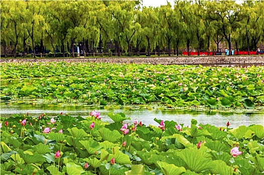 荷花,花园,颐和园,北京,中国