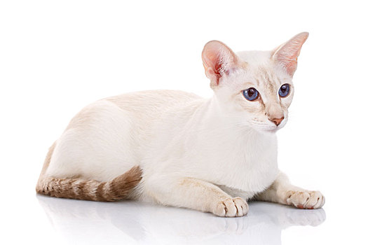 暹罗猫,白色背景