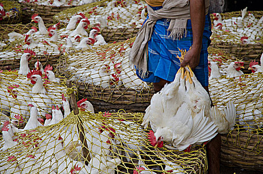 满,鸡,出售,市场,加尔各答,西孟加拉,印度,亚洲