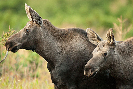 侧视图,驼鹿,母牛,幼兽,剩余,警惕,发情期,楚加奇州立公园,靠近,阿拉斯加