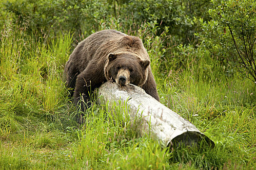 俘获,大灰熊,休息,全身,原木,阿拉斯加野生动物保护中心,阿拉斯加
