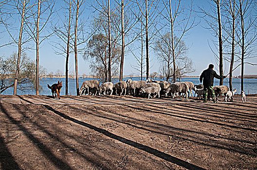 河南省孟州市白墙水库,岸边牧羊