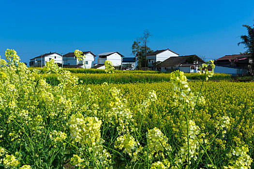 苟角油菜花