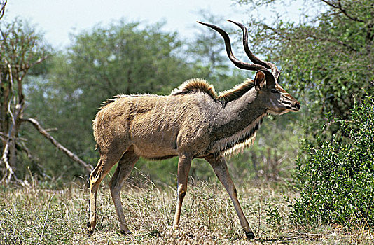大捻角羚,雄性,站立,靠近,灌木,肯尼亚