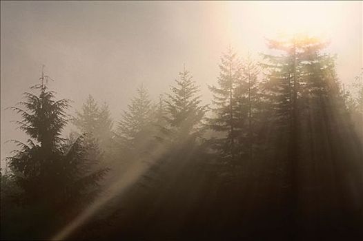 阳光,树,红杉国家公园,加利福尼亚,美国