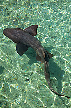 鲨鱼,罗萨里奥,岛屿,哥伦比亚
