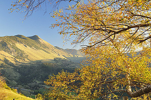 山毛榉树,山,南岛,新西兰