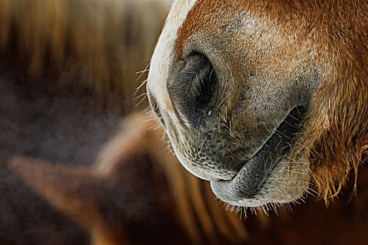 马,鼻子