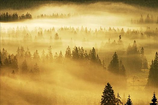 薄雾,山峦,自然,罗马尼亚,欧洲