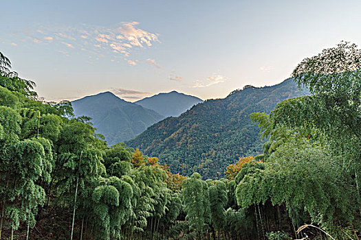 山峰竹林