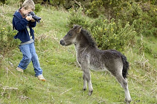 男孩,拍照,设得兰矮种马,英格兰西南部