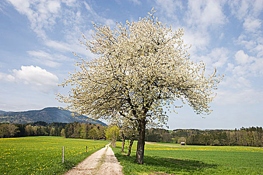 花,苹果树,道路,德国