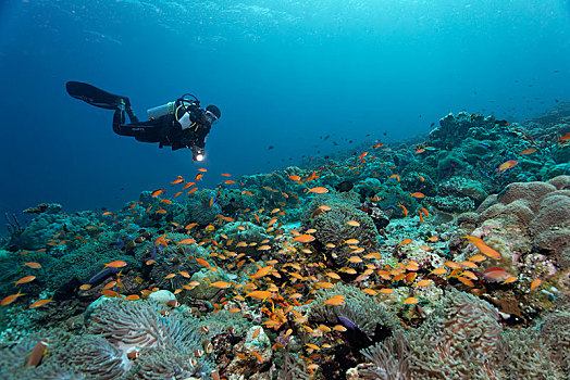 珊瑚礁,华美,海银莲花属,公主海葵,黄色,潜水,看,环礁,马尔代夫,亚洲