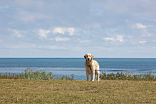 金毛猎犬,湖