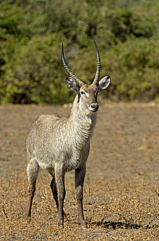 普通,水羚,成年,雄性,站立,南卢安瓜国家公园,赞比亚,非洲