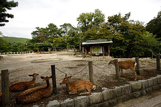 日本,奈良,东大寺