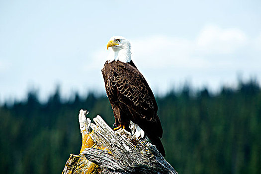 白头鹰,海雕属,雕,栖息,枯木,湿地,鲍伦湖,省立公园,大幅,尺寸