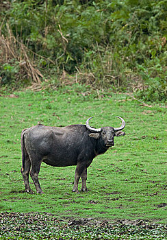 水牛,卡齐兰加国家公园,印度