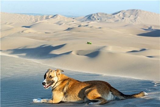 狗,沙丘