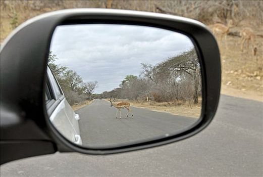 黑斑羚,后视镜,克鲁格国家公园,南非共和国