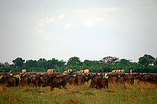 博茨瓦纳,水牛,大象,乔贝国家公园