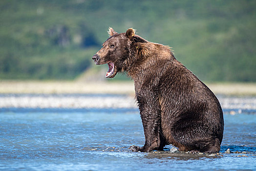 棕熊,哈欠,河,卡特麦国家公园,阿拉斯加,美国,北美