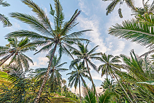 椰树,巴厘岛,印度尼西亚,亚洲