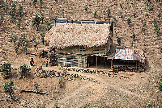 房子,农民,工作,茶园,靠近,乡村,缅甸