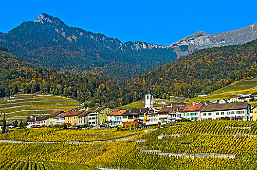 乡村,围绕,葡萄园,秋天,沃州,瑞士,欧洲