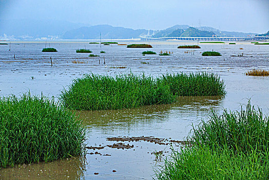 小船,渔船,水草,滩涂