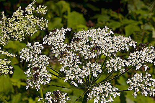 食蚜蝇科,花,加拿大
