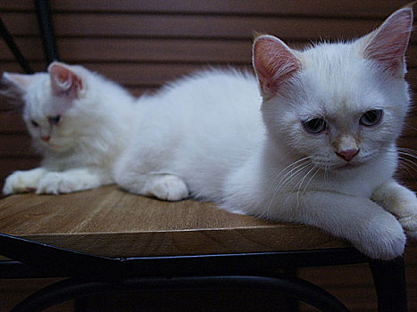 白色的白猫咪