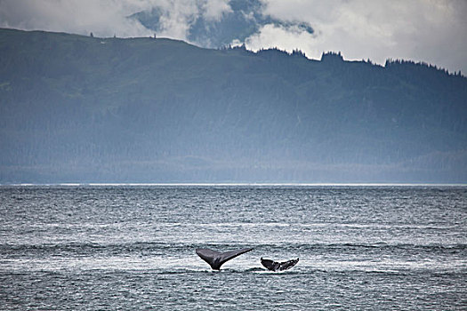 鲸,尾部,大翅鲸属,鲸鱼,阿拉斯加,美国