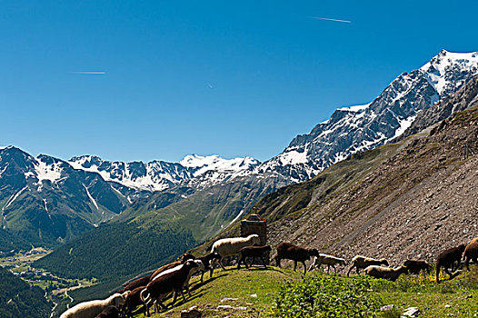 羊群,移动,过去,路边,穿过,区域,顶峰,山,右边,阿尔卑斯山,国家公园,靠近,提洛尔,意大利,欧洲